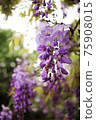 南投埔里紫藤花盛開 75908015