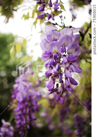 南投埔里紫藤花盛開 75908015