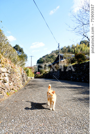 Kagoshima Prefecture, Iriki Samurai Residence Cityscape and Stray Cats Kagoshima Prefecture, Iriki Samurai Residence Cityscape and Stray Cats 75909387