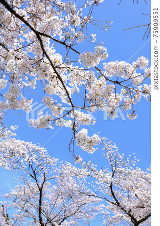 Cherry Blossoms	 75909551