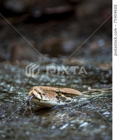 Python molurus or Indian rock python or black... - Stock Photo [75909688] -  PIXTA