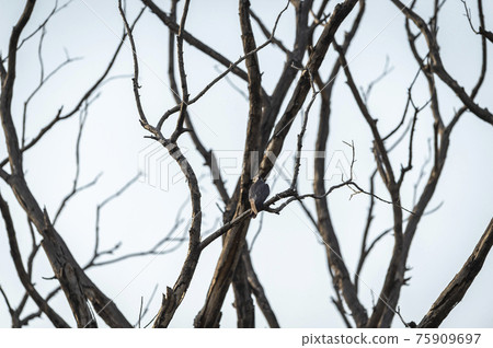 Eurasian hobby or Falco subbuteo perched on a tree during winter migration at jhalana forest or leopard reserve jaipur rajasthan india Eurasian hobby or Falco subbuteo perched on a tree during winter migration at jhalana forest or leopard reserve jaipur rajasthan india 75909697