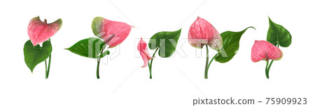 A set of different Anthurium flowers with leaves isolated on a white background 75909923