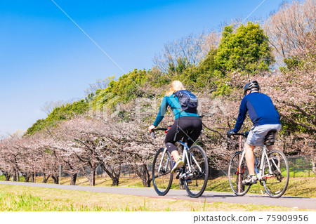 Spring Tama River Sakura Bloom Cycling Road (near Fuchu City) 75909956