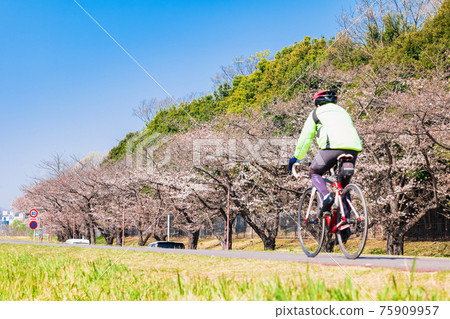春天的多摩川櫻花盛開自行車道（府中市附近） 75909957