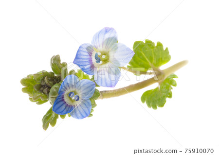 little blue flowers isolated 75910070