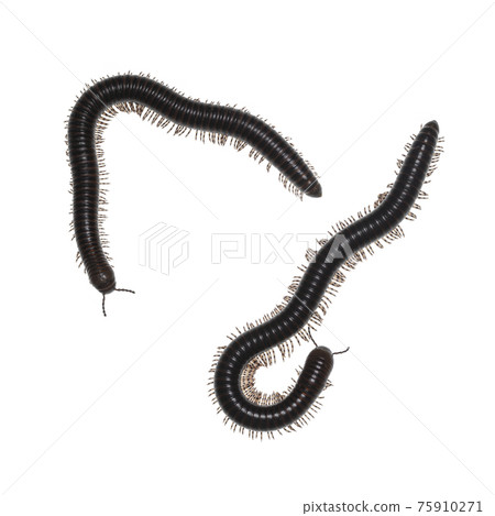Millipede on white background Millipede on white background 75910271