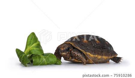 Red footed turtoise on white background Red footed turtoise on white background 75910286