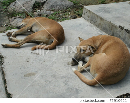 Stray dog lying in the streets of India 75910621