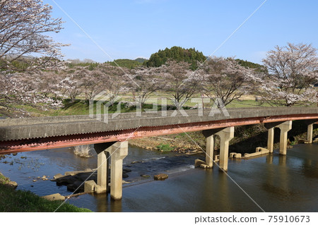 烏達河的櫻花 75910673