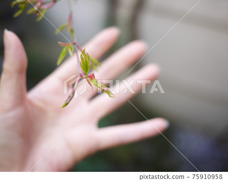Big hand and maple's small hand leaf Big hand and maple's small hand leaf 75910958