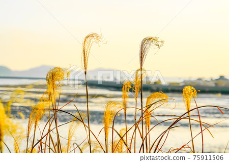 日落和潘帕斯草之間的圩堤堤防 75911506