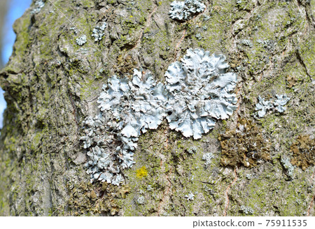 Flavoparmelia caperata. lichen on the bark of a tree. Flavoparmelia caperata. lichen on the bark of a tree. 75911535