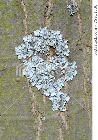 Flavoparmelia caperata. lichen on the bark of a tree. 75911536