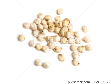 Commercial sorghum orysoidum often S. bicolor. Isolated. 75911537