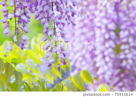 紫藤花,紫藤,紫藤,盛開的花朵 紫藤花,紫藤,紫藤,盛開的花朵 75911614