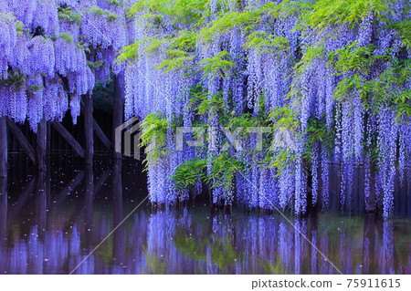紫藤花，紫藤，紫藤，盛開的花朵 75911615