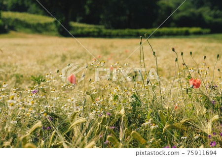 Sunny rustic landscape with wild flowers and rye field. 75911694