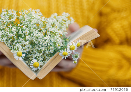 Woman holds book with daisies inside. Woman holds book with daisies inside. 75912056