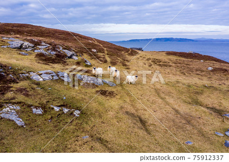 Sheep at the coastline at Dawros in County Donegal - Ireland 75912337