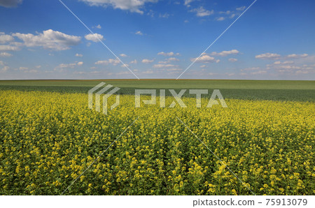 Rural landscape with wheat and rapeseed fields and beautiful sky in spring Rural landscape with wheat and rapeseed fields and beautiful sky in spring 75913079