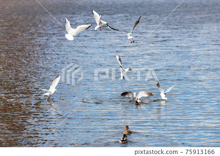 White river gulls on the water in dogfight bird fighting for food. White river gulls on the water in dogfight bird fighting for food. 75913166