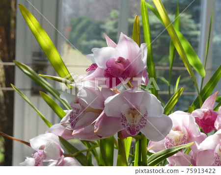 Cymbidium 75913422