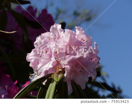 Rhododendron Rhododendron 75913423