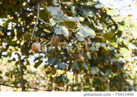 Kiwi on a kiwi tree plantation with with huge clusters of fruits. Garden with trees and organic 75913490