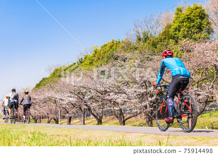 Spring Tama River Sakura Bloom Cycling Road (near Fuchu City) 75914498