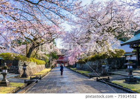 Weeping cherry tree and approach 75914582