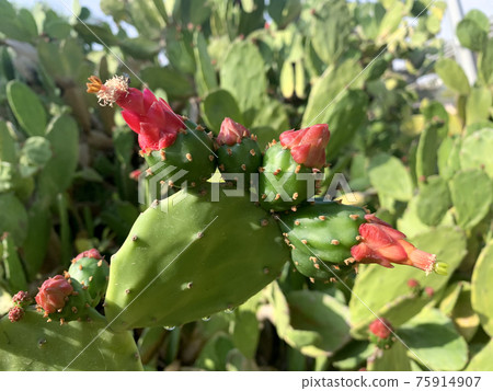 Flowering Opuntia cochineal (Latin Opuntia cochenillifera) Flowering Opuntia cochineal (Latin Opuntia cochenillifera) 75914907