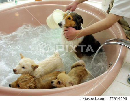 Pet bathtub 75914996