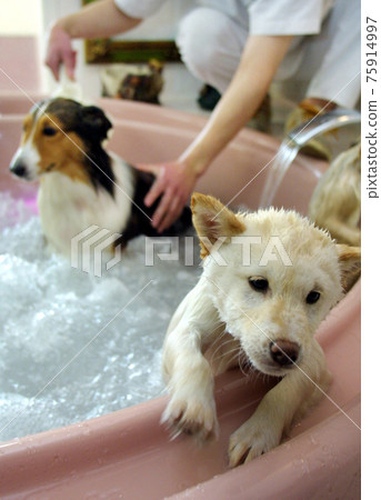 Pet bathtub 75914997