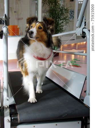 Dog room runner 75915000