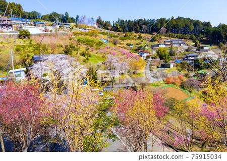 春花桃村 照片素材 圖片 圖庫