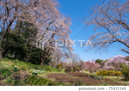 Sakura and daffodil Sakura and daffodil 75915148