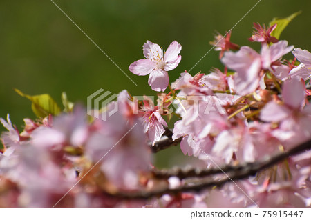 Yamadaike Park 75915447