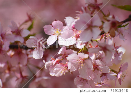 Yamadaike Park 75915448