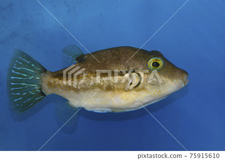 Kitamakura puffer 75915610
