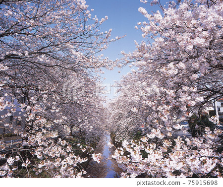 Fukaya City Takimiya Shrine is in full bloom with cherry blossoms and rivers. The Sakura Festival is held with 4km of cherry blossom trees on the Karasawa River. Fukaya City Takimiya Shrine is in full bloom with cherry blossoms and rivers. The Sakura Festival is held with 4km of cherry blossom trees on the Karasawa River. 75915698
