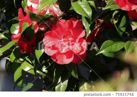 Red camellia spring 75915748