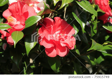 Red camellia spring 75915749