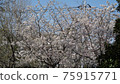 Cherry tree in full bloom  75915771