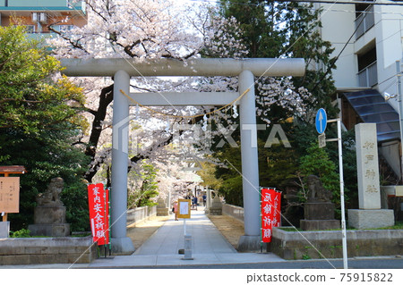 Torii and Sakura at Matsudo Shrine in Matsudo, Matsudo City, Chiba Prefecture Torii and Sakura at Matsudo Shrine in Matsudo, Matsudo City, Chiba Prefecture 75915822
