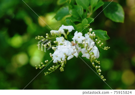 Duranta @ Golden dewdrop 75915824