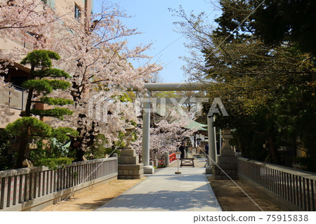 Torii and Sakura at Matsudo Shrine in Matsudo, Matsudo City, Chiba Prefecture Torii and Sakura at Matsudo Shrine in Matsudo, Matsudo City, Chiba Prefecture 75915838