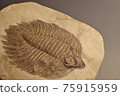 Paleozoic fossil trilobite emperor Arctinurus 1 75915959