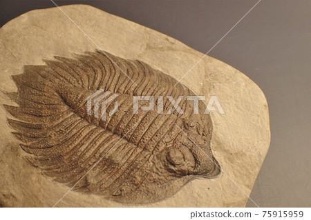 Paleozoic fossil trilobite emperor Arctinurus 1 Paleozoic fossil trilobite emperor Arctinurus 1 75915959