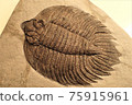 Paleozoic fossil trilobite emperor Arctinurus 2 75915961